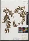 Foto von Salix triandra subsp. amygdalina (L.) Schübl. & G. Martens